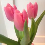 Spotted! Tulips have hit the flower shops. The perfect pick-me-up on a grey day. #tulips #spring #February #blooms #flowers
