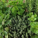 HERBS