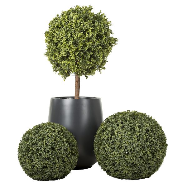 Boxwood shrub and sphere