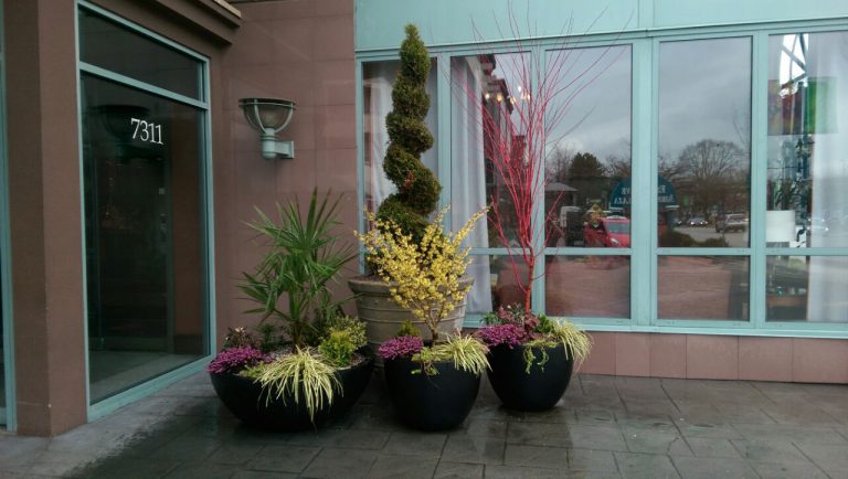 Large bowl planters featured in an Allscapes Landscape Design project.