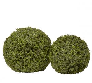 Boxwood Sphere 2 Sizes Sized