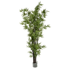 Bamboo