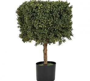 Boxwood Small Square Hedge 1200px