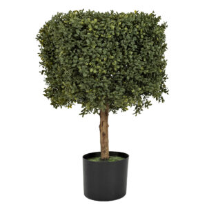 Boxwood Square Topiary