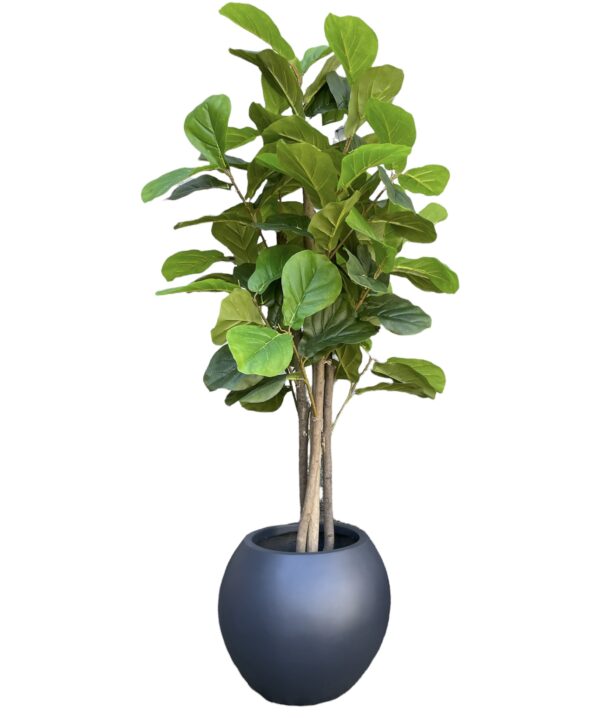 FIDDLE LEAF TREE