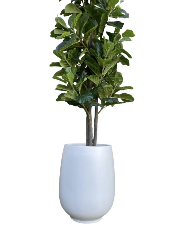 fiddle leaf tree