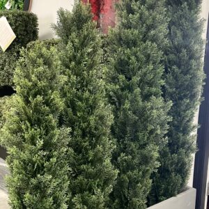 Cedar Shrub