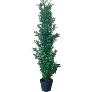 Boxwood Bush